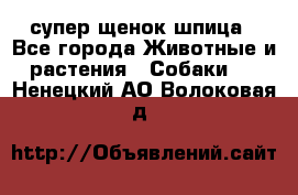 супер щенок шпица - Все города Животные и растения » Собаки   . Ненецкий АО,Волоковая д.